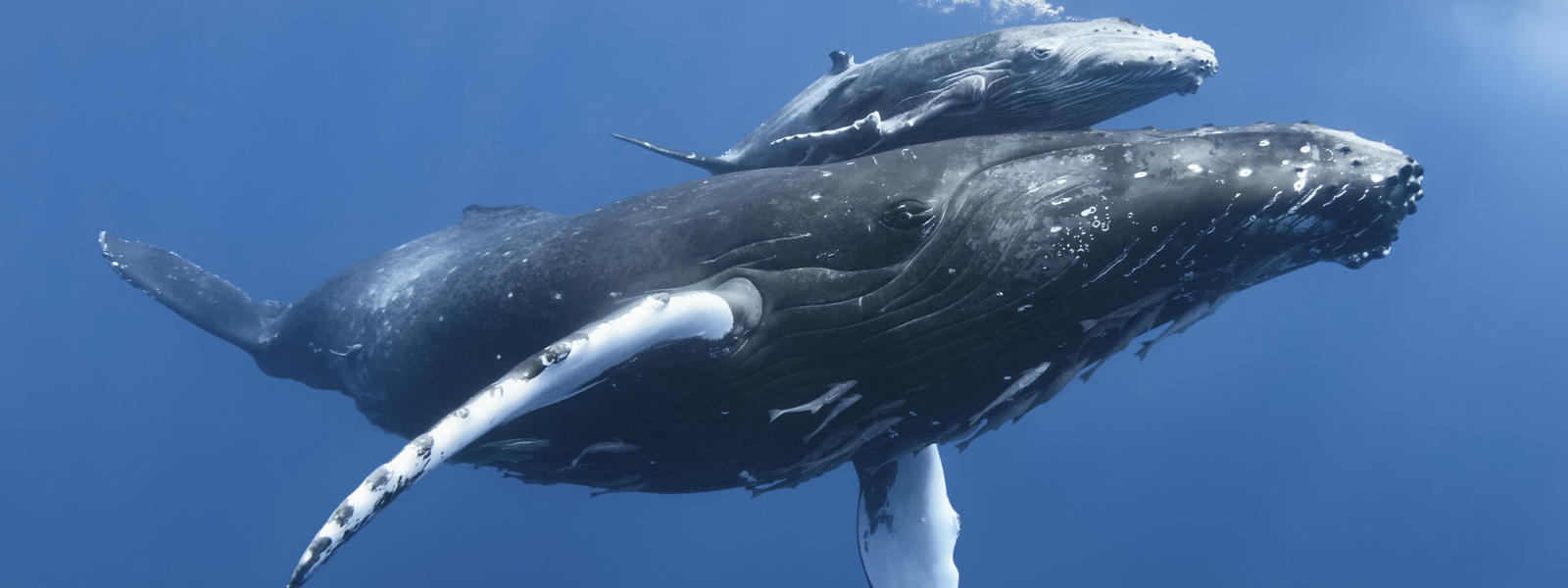 Humpback_Whale_and_Calf_WW2131047