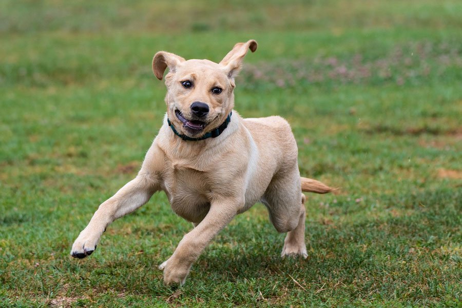 CVETS-Overly-Excited-Dog