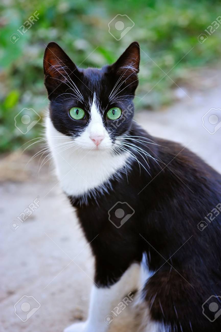 Black and white cat with green eyes