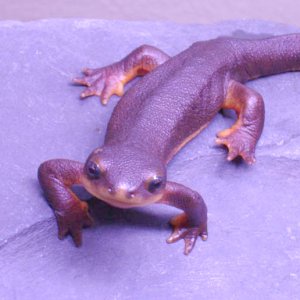 salamander