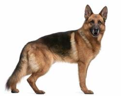 german-shepherd-germanikos-pimenikos-likoskilo-160