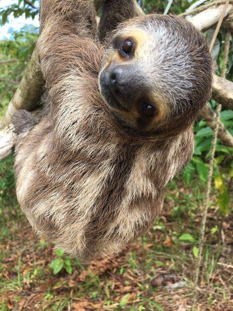 sloth cute pic