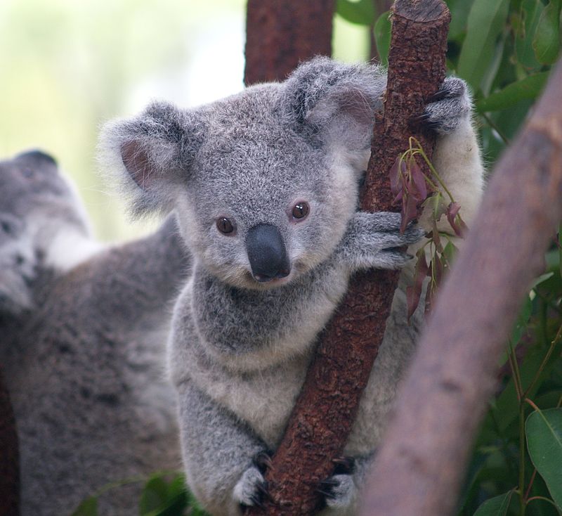 Cutest_Koala