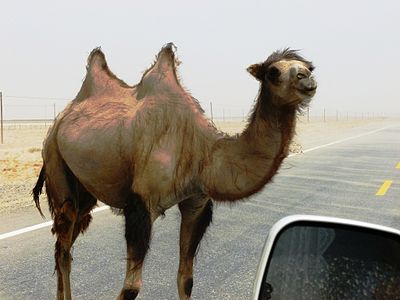 400px-Wild_Bactrian_camel_on_road_east_of_Yarkand