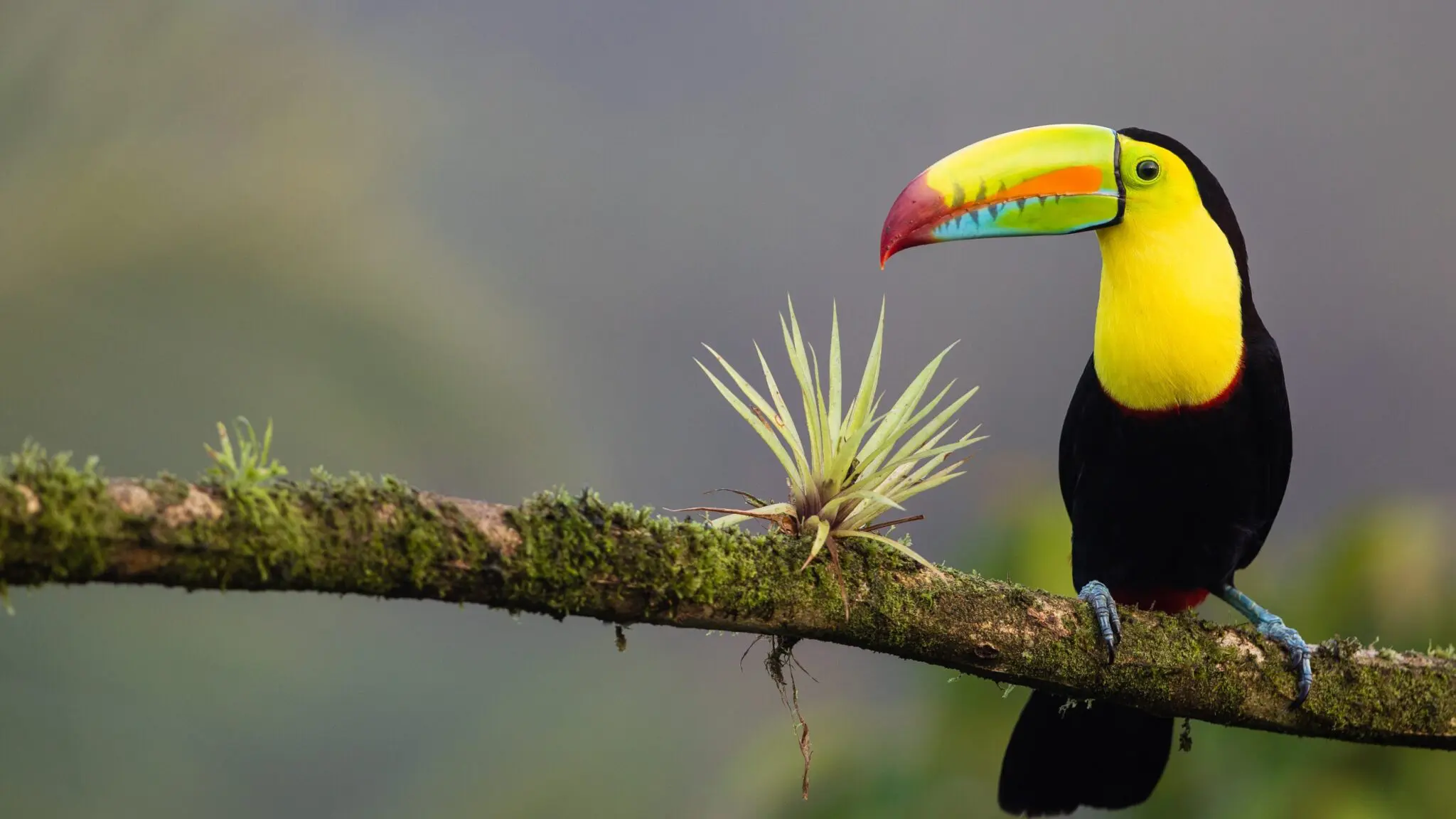 Toucan-in-tree-by-Zdenek-Machacek-edited-scaled