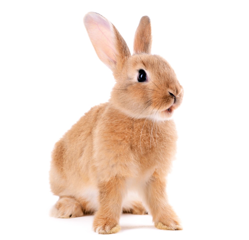 rabbit_274039655