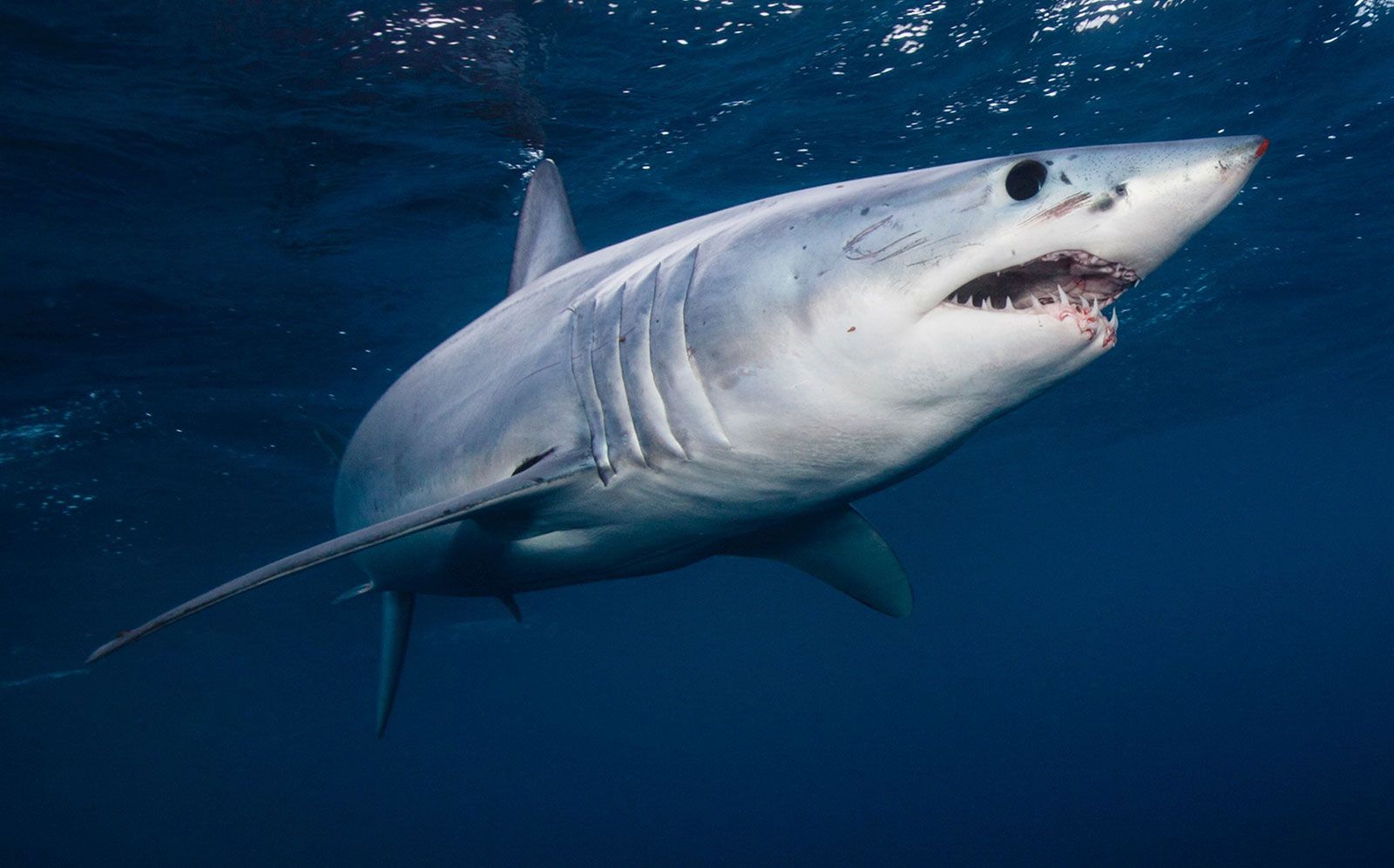 Shortfin-mako-shark-seas