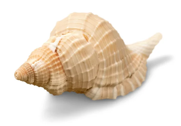 depositphotos_118567166-stock-photo-sea-shell-on-background