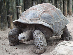 A._gigantea_Aldabra_Giant_Tortoise