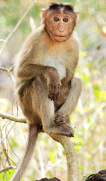 Bonnet_macaque_(Macaca_radiata)_Photograph_By_Shantanu_Kuveskar