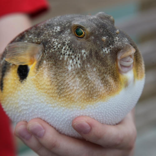 bbpuffer