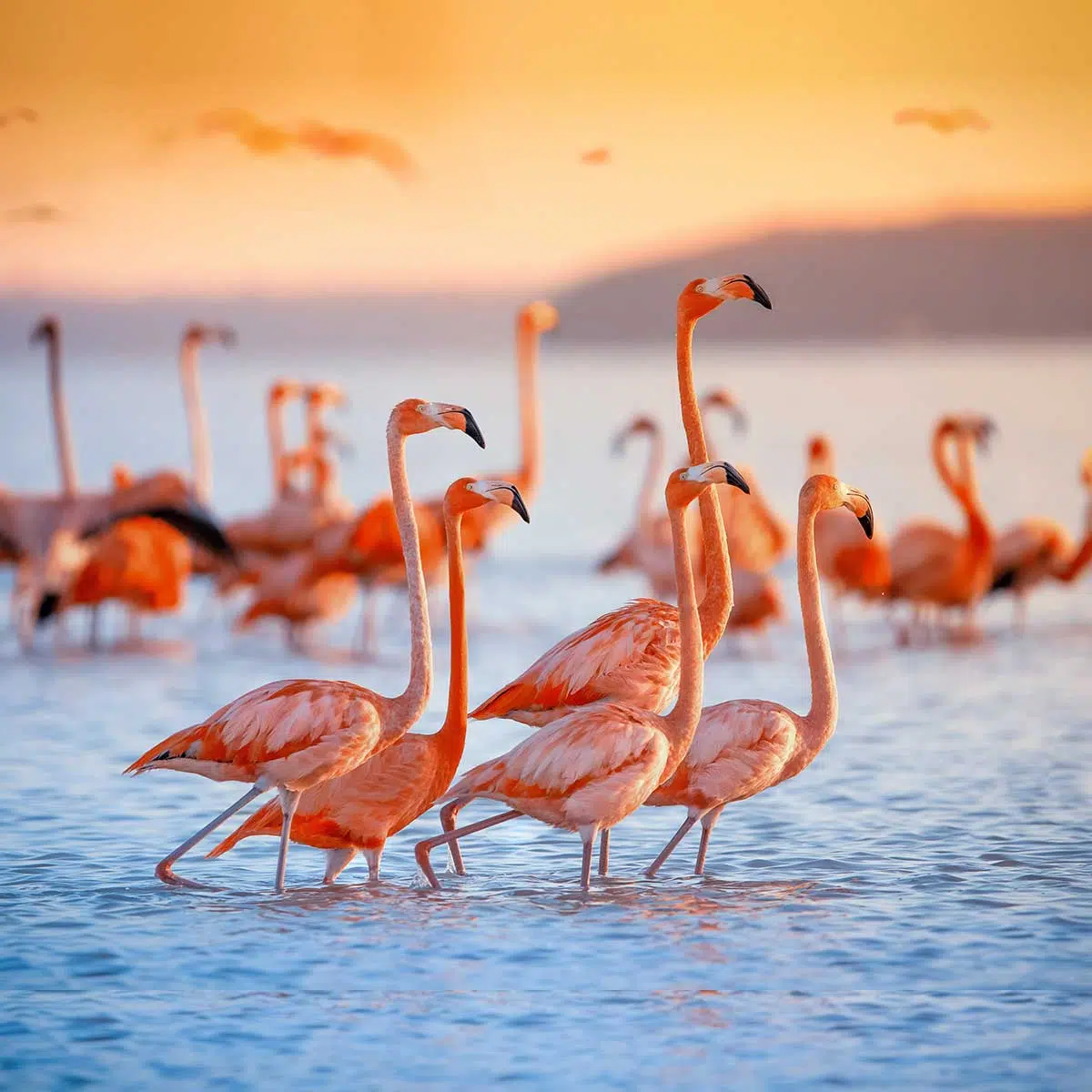 flamingos