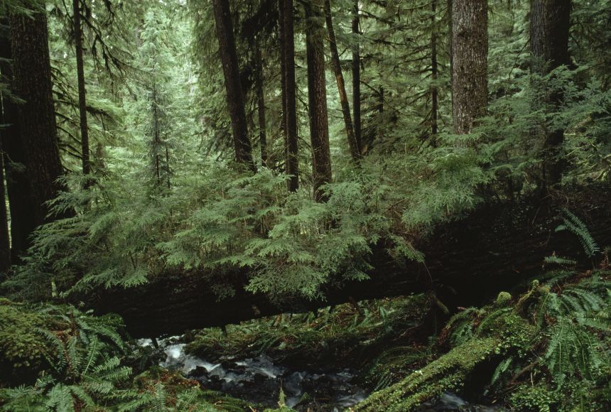 hoh-river-valley