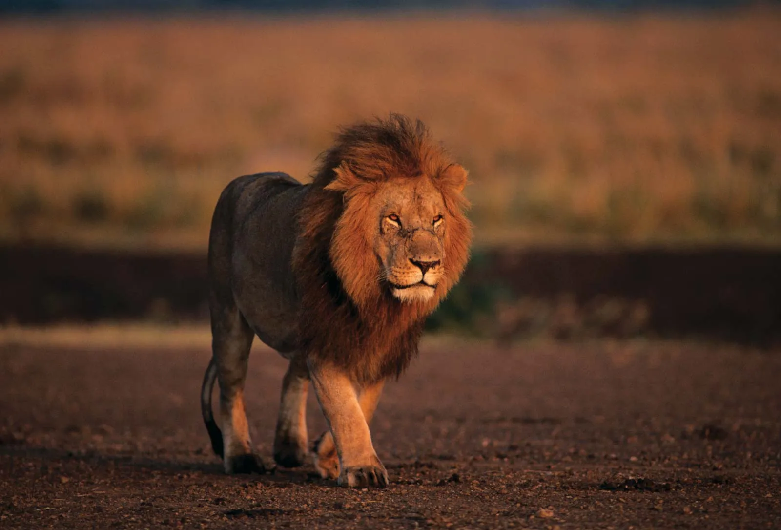 lion-Kenya-Masai-Mara-National-Reserve