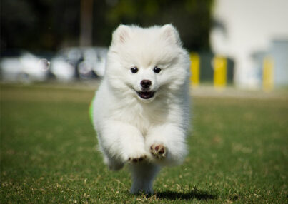 fluffy-dog-breeds-american-eskimo-dog