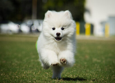 fluffy-dog-breeds-american-eskimo-dog