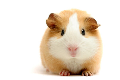 stock-photo-guinea-pig-over-white