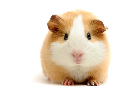 stock-photo-guinea-pig-over-white