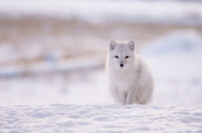 arctic-fox-1-08122022-1NcpZOn8