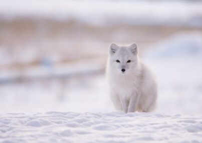 arctic-fox-1-08122022-1NcpZOn8