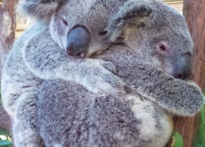 best-friends-koala