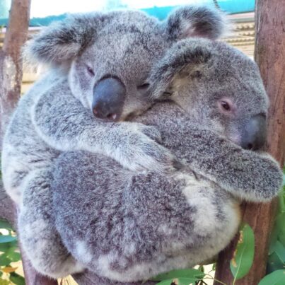 best-friends-koala