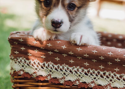 stock-photo-cute-adorable-puppy-wicker-box-green-summer-garden-sunlight