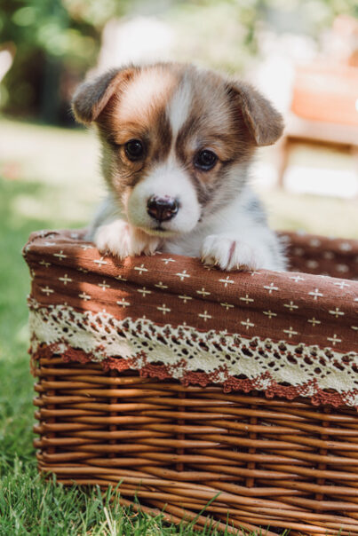 stock-photo-cute-adorable-puppy-wicker-box-green-summer-garden-sunlight