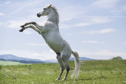 the-white-horse