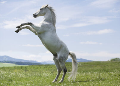 the-white-horse