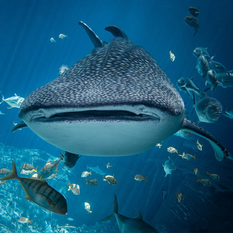 whale-shark-8-750x750.webp