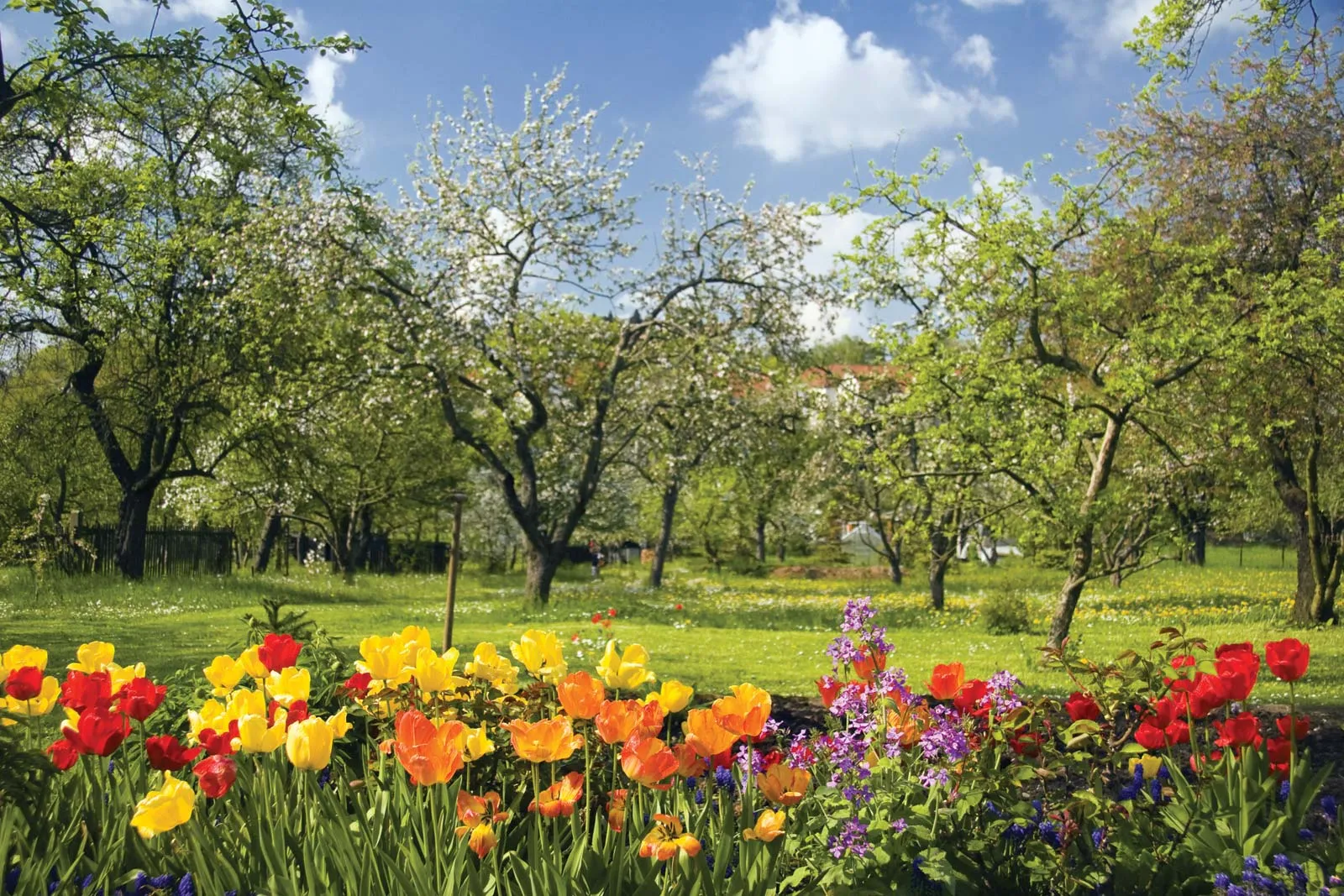 Spring-flowers-fruit-trees-bloom (1).webp